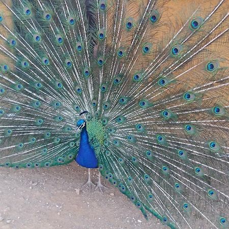 فيلا Quinta Da Mina مونسانتو المظهر الخارجي الصورة