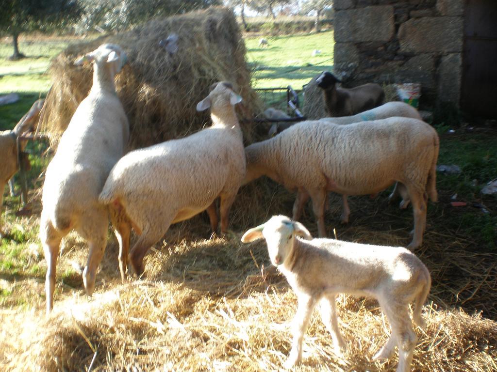 فيلا Quinta Da Mina مونسانتو المظهر الخارجي الصورة